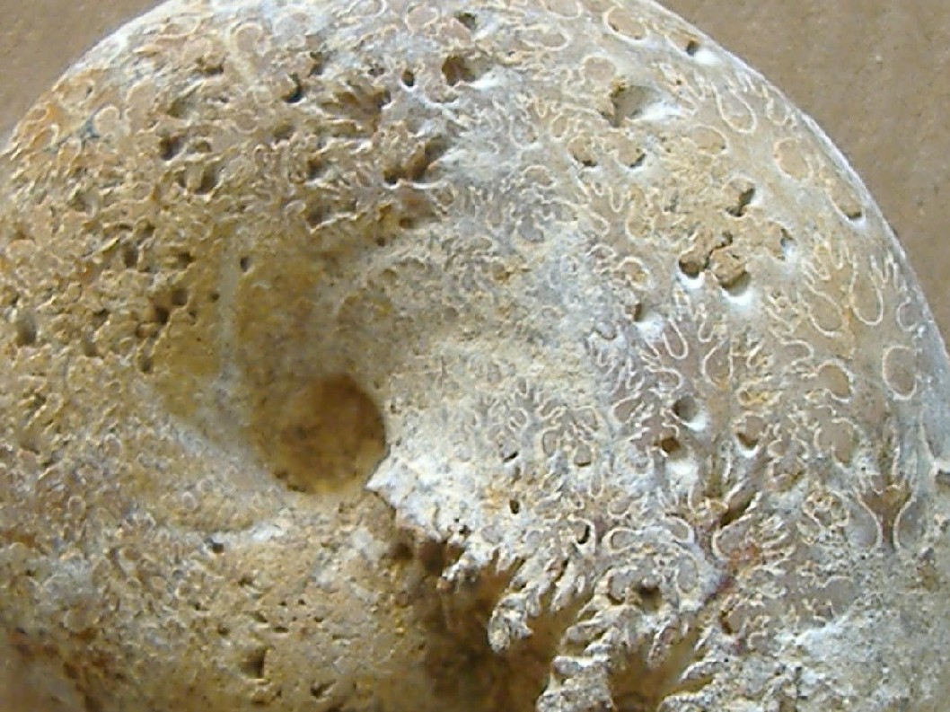 AMMONITE 2